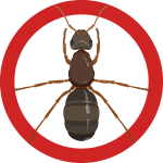 ant.png