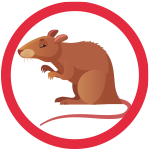 rat.png